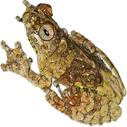 Marbled Tree Frog